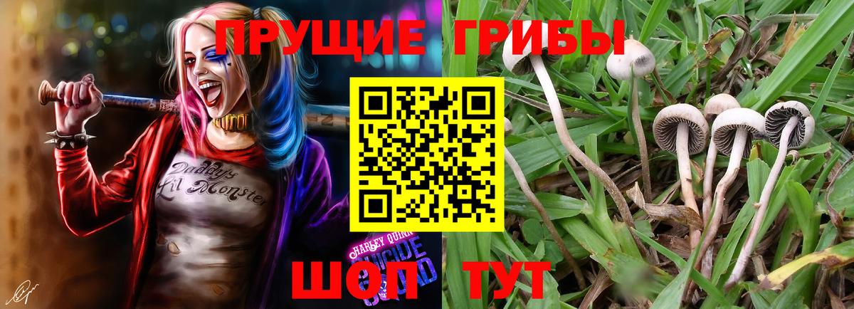 Кириши  Псилоцибиновые грибы GOLDEN TEACHER  Вход с VPN 